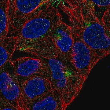 Anti-TMEM63A antibody produced in rabbit Prestige Antibodies&#174; Powered by Atlas Antibodies, affinity isolated antibody