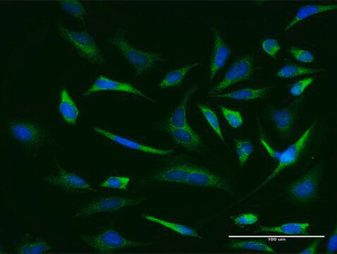 Monoclonal Anti-TRIM36 antibody produced in mouse clone 1G11, purified immunoglobulin, buffered aqueous solution