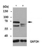 Anti-RanBP10 Antibody from rabbit, purified by affinity chromatography