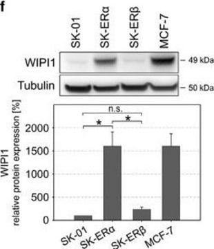 Anti-WIPI1 antibody produced in rabbit Prestige Antibodies&#174; Powered by Atlas Antibodies, affinity isolated antibody, buffered aqueous glycerol solution