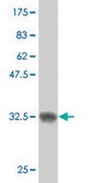 Monoclonal Anti-SCAND2 antibody produced in mouse clone 7B12, purified immunoglobulin, buffered aqueous solution