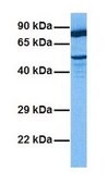 Anti-SILV antibody produced in rabbit IgG fraction of antiserum