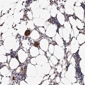 Anti-AUNIP antibody produced in rabbit Prestige Antibodies® Powered by Atlas Antibodies, affinity isolated antibody, buffered aqueous glycerol solution