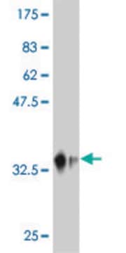 ANTI-MAP4K4 antibody produced in mouse clone 3D9, purified immunoglobulin, buffered aqueous solution