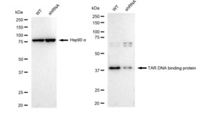 KD-Validated Anti TAR DNA binding protein Antibody, clone 23GB2405, Rabbit Monoclonal clone 23GB2405, recombinant rabbit monoclonal, expressed in HEK293 cells
