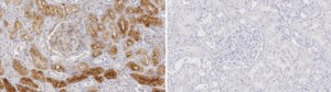 Anti-Tensin-1 Antibody, clone 2C14 ZooMAb® Rabbit Monoclonal recombinant, expressed in HEK 293 cells