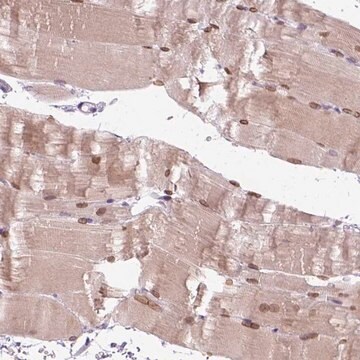 Anti-FAM184B antibody produced in rabbit Prestige Antibodies&#174; Powered by Atlas Antibodies, affinity isolated antibody, buffered aqueous glycerol solution