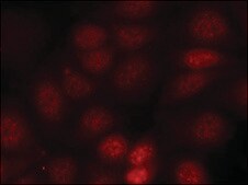 Anti-phospho-RPS6KB1 (pThr421) antibody produced in rabbit affinity isolated antibody