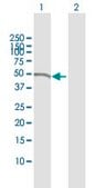 ANTI-NCK1 antibody produced in mouse purified immunoglobulin, buffered aqueous solution