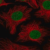Anti-PHF10 antibody produced in rabbit Prestige Antibodies&#174; Powered by Atlas Antibodies, affinity isolated antibody, buffered aqueous glycerol solution