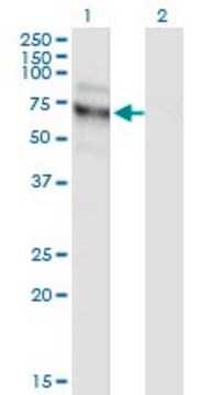 Monoclonal Anti-NVL, (C-terminal) antibody produced in mouse clone 3D10, purified immunoglobulin, buffered aqueous solution