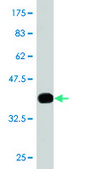 Monoclonal Anti-UBE3A antibody produced in mouse clone 2F6, purified immunoglobulin, buffered aqueous solution