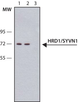 Anti-HRD1/SYVN1 antibody, Mouse monoclonal clone HRD1-5, purified from hybridoma cell culture