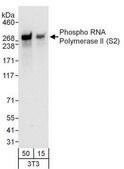 Rabbit anti-Phospho RNA Polymerase II (S2) Antibody, Affinity Purified Powered by Bethyl Laboratories, Inc.