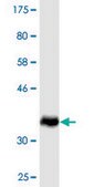 Monoclonal Anti-SMCP antibody produced in mouse clone 4F4, ascites fluid