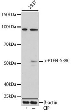 Anti-Phospho-PTEN-S380 antibody produced in rabbit