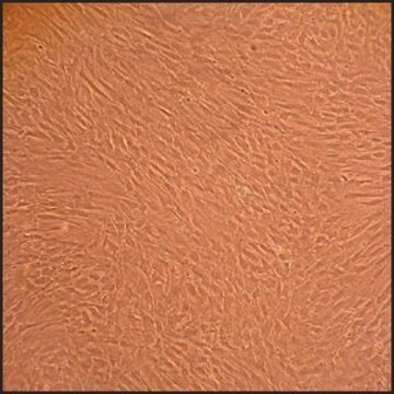 Rat Marrow Stromal Cells: RMSC, adult