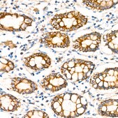 Anti-COX IV Antibody, clone 3P8J2, Rabbit Monoclonal