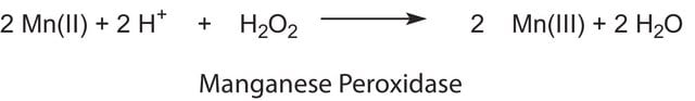 锰过氧化物酶 来源于白腐菌 (Phanerochaete chrysosporium) recombinant, expressed in corn, lyophilized powder, &#8805;200&#160;units/g solid