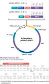 pFLAG-CMV-3 Expression Vector shuttle vector for transient or stable expression of N-terminal FLAG
