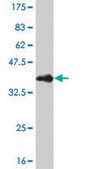 Monoclonal Anti-CITED1 antibody produced in mouse clone 6C1, purified immunoglobulin, buffered aqueous solution