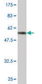 Monoclonal Anti-IL1B antibody produced in mouse clone 2E8, purified immunoglobulin, buffered aqueous solution