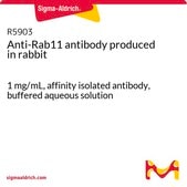 Anti-Rab11 antibody produced in rabbit 1 mg/mL, affinity isolated antibody, buffered aqueous solution