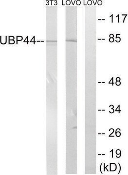 Anti-USP44 antibody produced in rabbit affinity isolated antibody