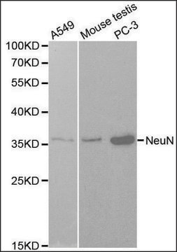 抗NeuN 兔抗 affinity isolated antibody