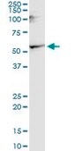 Monoclonal Anti-CNR1, (N-terminal) antibody produced in mouse clone 1F9, purified immunoglobulin, buffered aqueous solution
