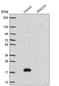 Anti-SPACA3 antibody produced in rabbit Prestige Antibodies&#174; Powered by Atlas Antibodies, affinity isolated antibody, buffered aqueous glycerol solution
