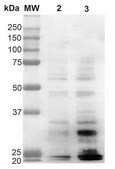 Monoclonal Anti-Dityrosine antibody produced in mouse clone 10A6