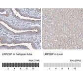Anti-LRP2BP antibody produced in rabbit Prestige Antibodies® Powered by Atlas Antibodies, affinity isolated antibody, buffered aqueous glycerol solution