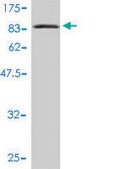 Monoclonal Anti-L3MBTL4 antibody produced in mouse clone 1B9-1C12, purified immunoglobulin, buffered aqueous solution
