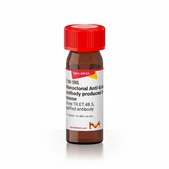 Monoclonal Anti-Endothelin-1 antibody produced in mouse clone TR.ET.48.5, purified antibody