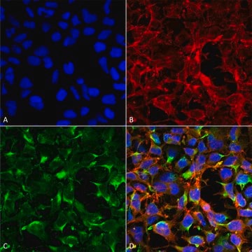 Monoclonal Anti-Dityrosine-Allophycocyanin antibody produced in mouse clone 7D4