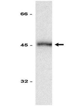 Anti-Fas Antibody, clone 7C10 clone 7C10, Upstate&#174;, from rat