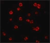 Anti-FLIP antibody produced in rabbit affinity isolated antibody, buffered aqueous solution