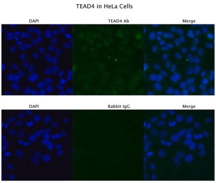 Anti-TEAD4 antibody produced in rabbit affinity isolated antibody