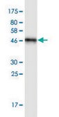 Monoclonal Anti-NOTCH2NL antibody produced in mouse clone S1, purified immunoglobulin, buffered aqueous solution