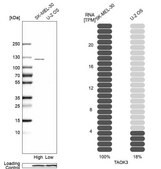 Anti-TAOK3 antibody produced in rabbit Prestige Antibodies&#174; Powered by Atlas Antibodies, affinity isolated antibody, buffered aqueous glycerol solution