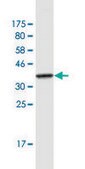 Monoclonal Anti-IMMT antibody produced in mouse clone 1A8, purified immunoglobulin, buffered aqueous solution