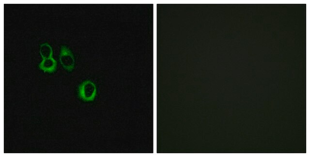 Anti-OR3A2 antibody produced in rabbit affinity isolated antibody