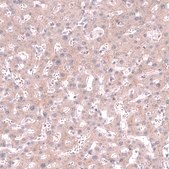 Monoclonal Anti-CLEC10A antibody produced in mouse Prestige Antibodies® Powered by Atlas Antibodies, clone CL15523, purified antibody (Protein A)