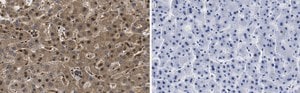 Anti-RORγ Antibody, clone 1D13 ZooMAb® Rabbit Monoclonal recombinant, expressed in HEK 293 cells