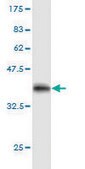 Monoclonal Anti-STAT3 antibody produced in mouse clone 4D6, purified immunoglobulin, buffered aqueous solution