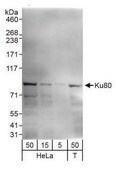 Rabbit anti-Ku80 Antibody, Affinity Purified Powered by Bethyl Laboratories, Inc.