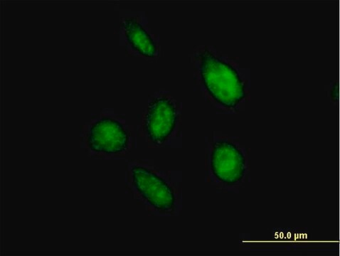 Anti-OVOL2 antibody produced in mouse IgG fraction of antiserum, buffered aqueous solution