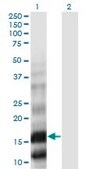 Monoclonal Anti-PLA2G10 antibody produced in mouse clone 5G11, purified immunoglobulin
