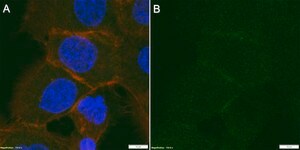 Anti-MRP1 Antibody, clone 1H8 ZooMAb® Rabbit Monoclonal recombinant, expressed in HEK 293 cells